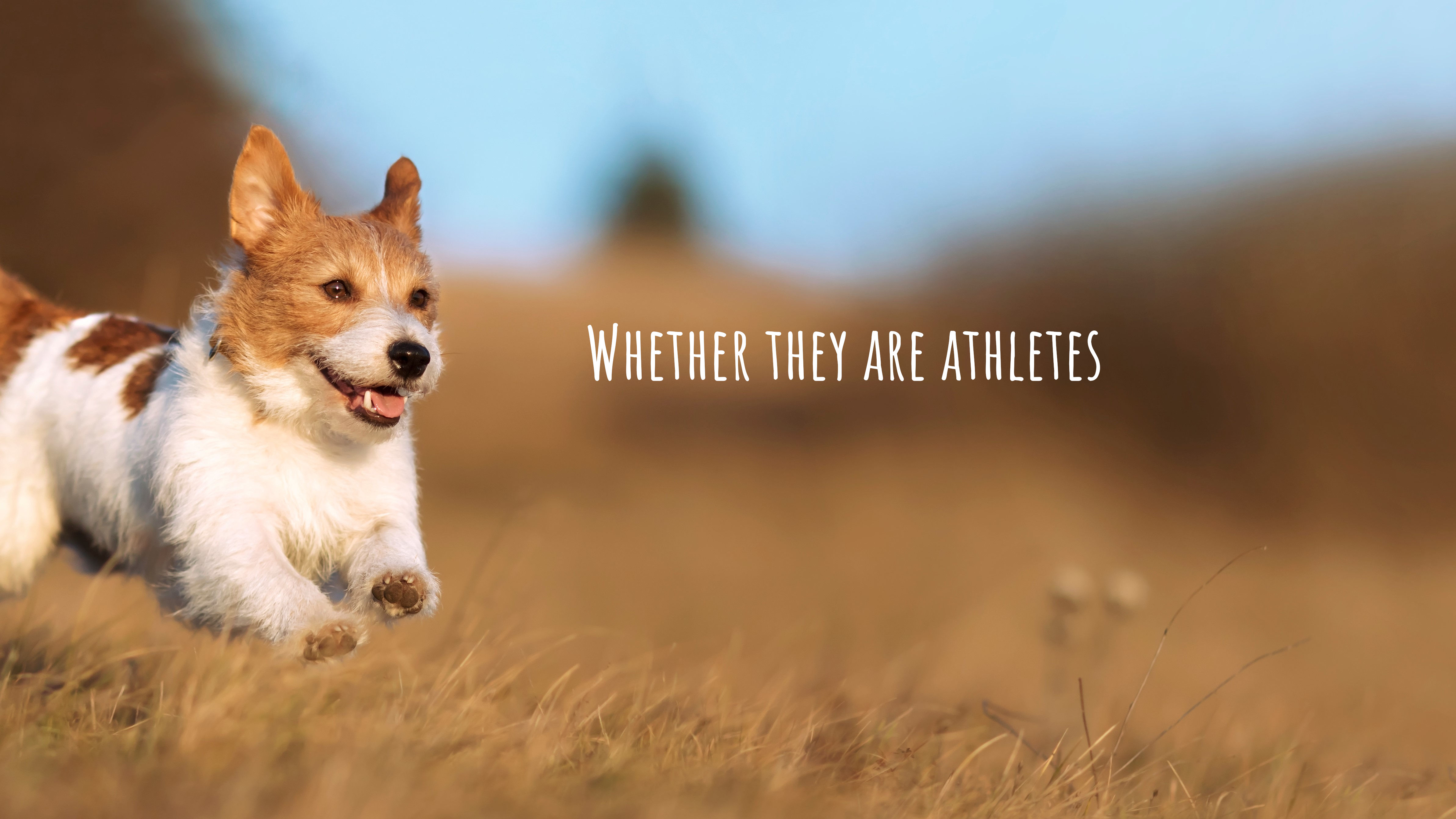 Dog running through field